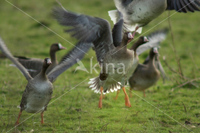 Kolgans (Anser albifrons)