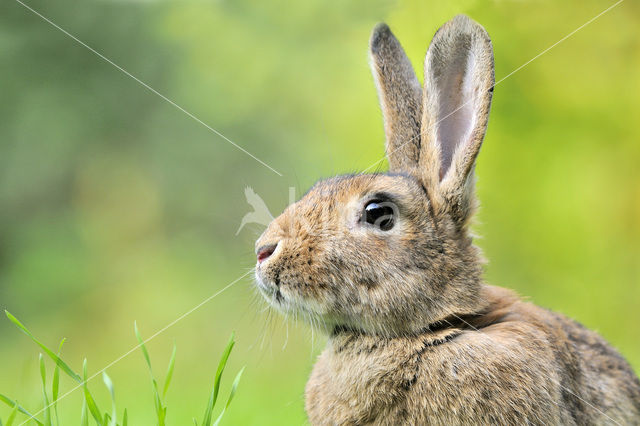 Konijn (Oryctolagus cuniculus)