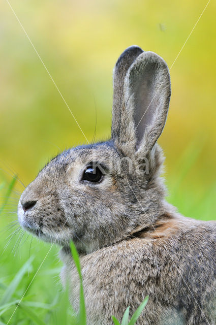 Rabbit (Oryctolagus cuniculus)
