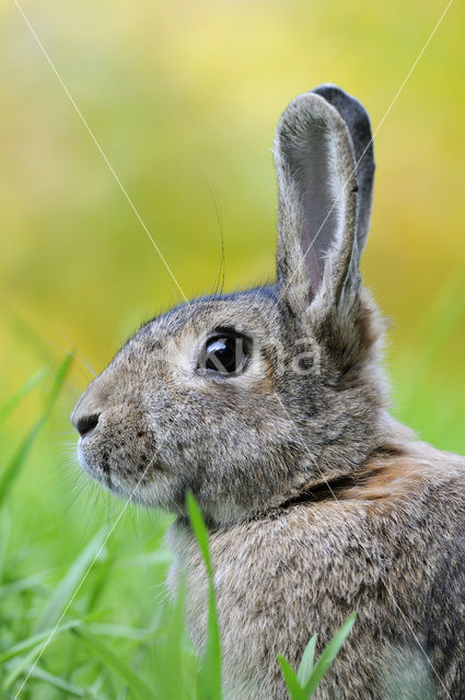 Rabbit (Oryctolagus cuniculus)