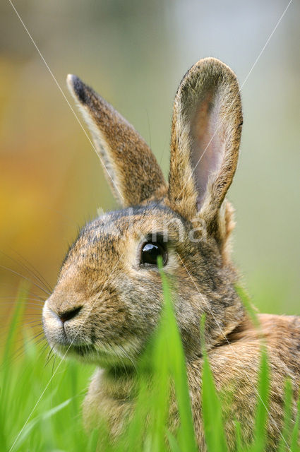 Konijn (Oryctolagus cuniculus)