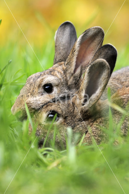 Rabbit (Oryctolagus cuniculus)