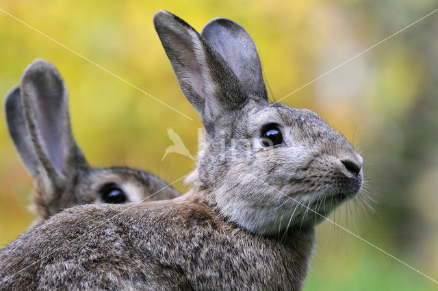 Rabbit (Oryctolagus cuniculus)