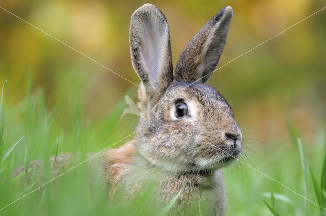 Rabbit (Oryctolagus cuniculus)