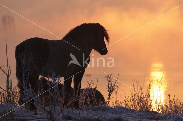 Konik horse (Equus spp)