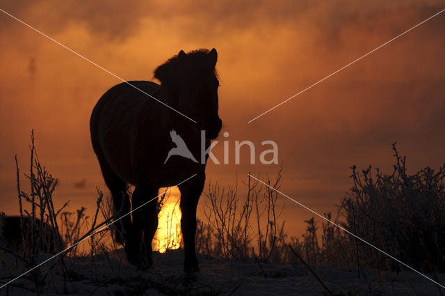 Konik horse (Equus spp)