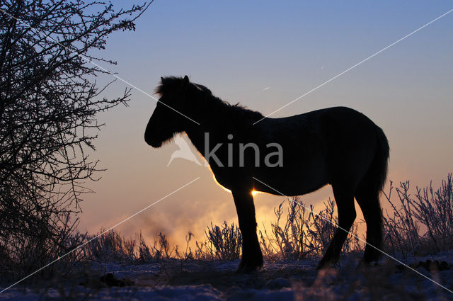 Konik horse (Equus spp)