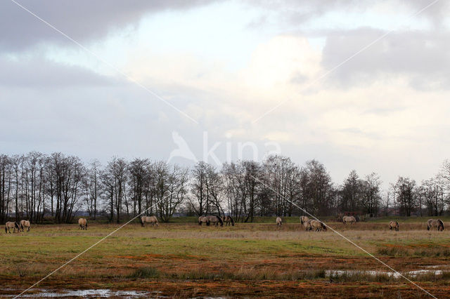 Konik horse (Equus spp)