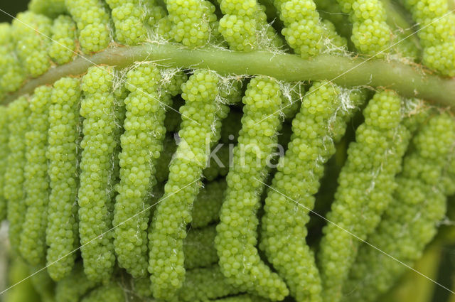 Koningsvaren (Osmunda regalis)