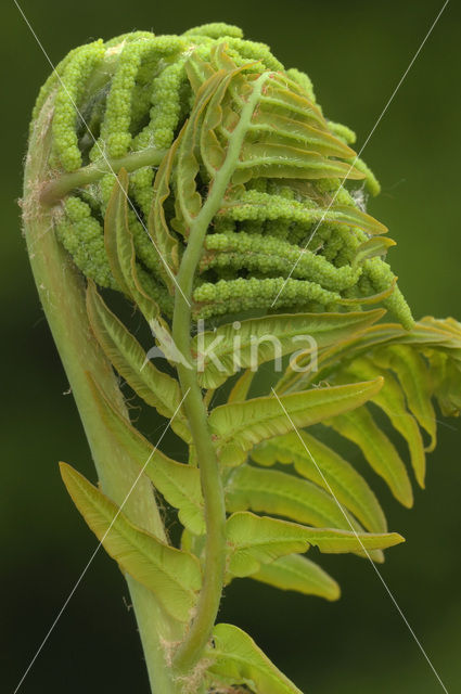 Koningsvaren (Osmunda regalis)