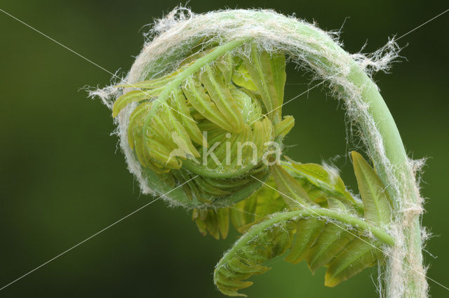 Koningsvaren (Osmunda regalis)