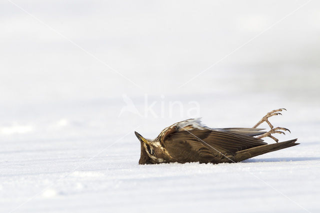 Redwing (Turdus iliacus)