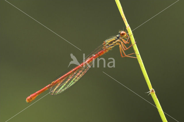 Koraaljuffer (Ceriagrion tenellum)