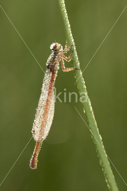Small Red Damselfly (Ceriagrion tenellum)
