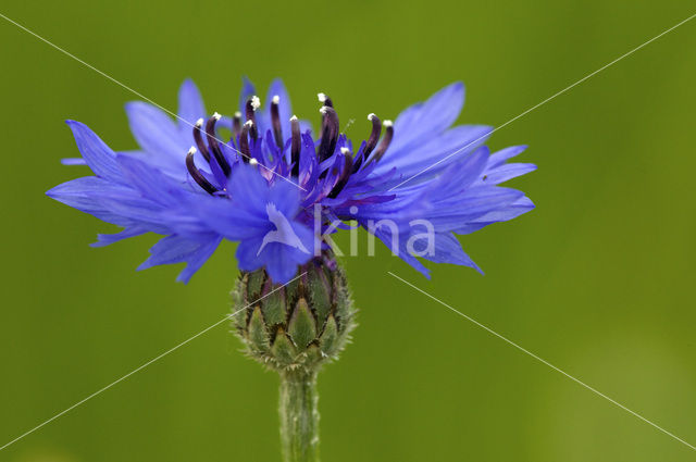 Korenbloem (Centaurea cyanus)