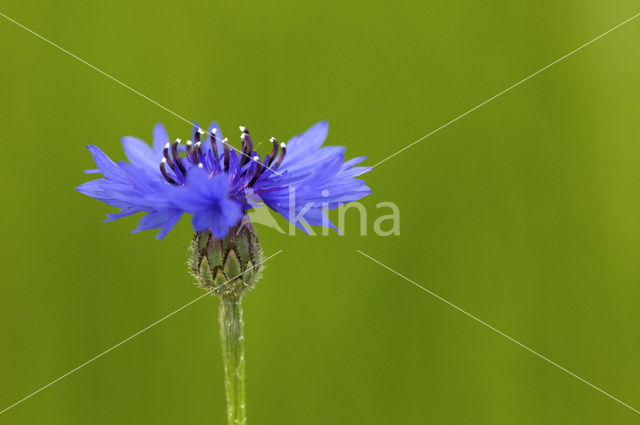 Korenbloem (Centaurea cyanus)