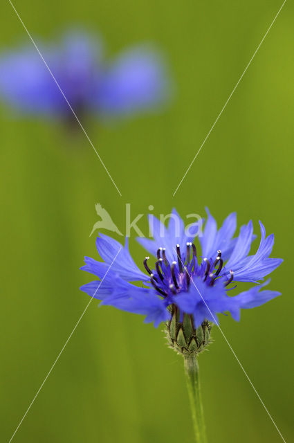 Cornflower (Centaurea cyanus)