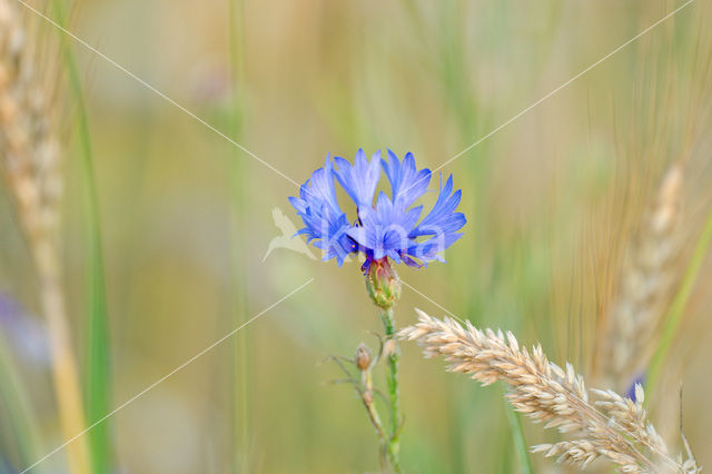 Korenbloem (Centaurea cyanus)