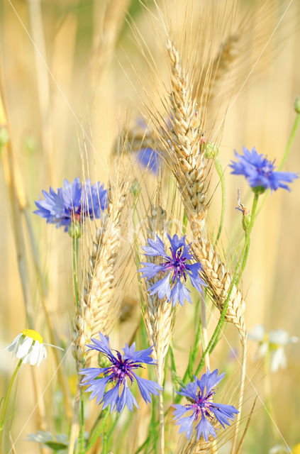 Cornflower (Centaurea cyanus)