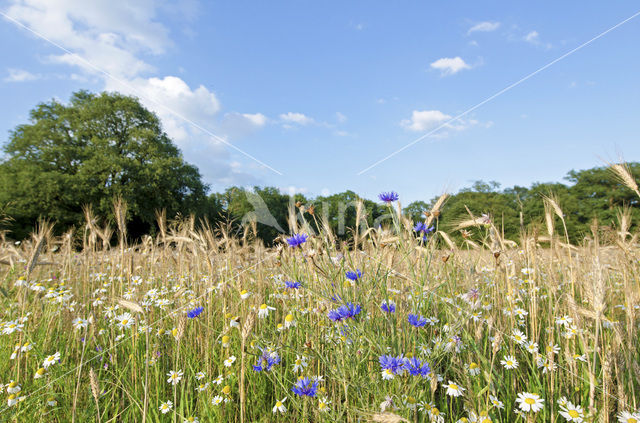 Cornflower (Centaurea cyanus)