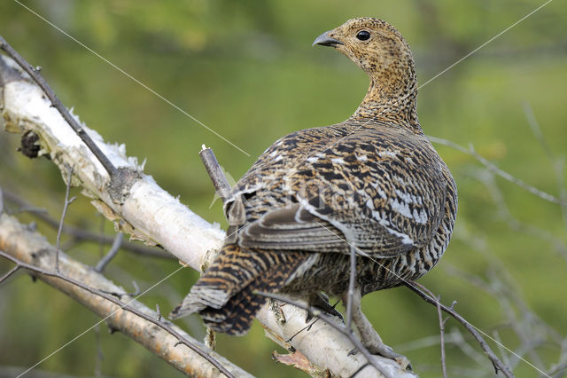 Black Grouse (Tetrao tetrix)