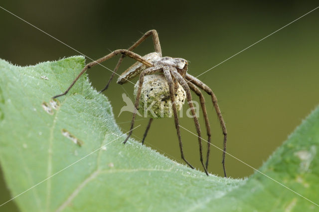 nursery web spider (Pisaura mirabilis)