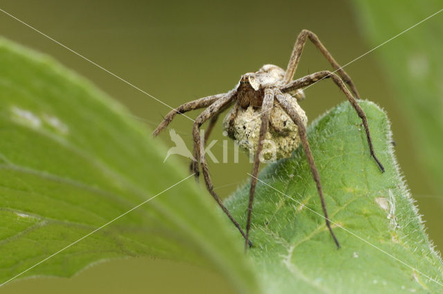 nursery web spider (Pisaura mirabilis)
