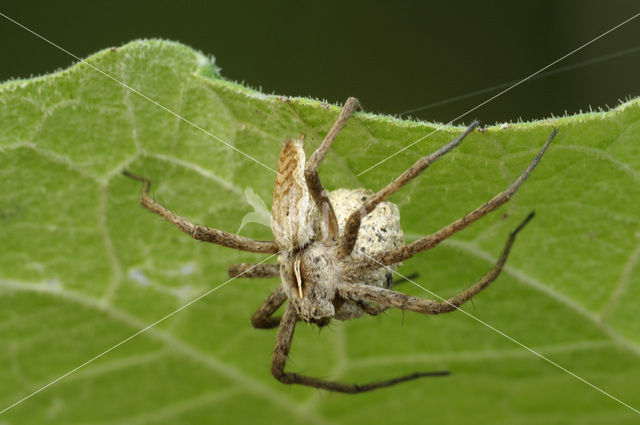 nursery web spider (Pisaura mirabilis)