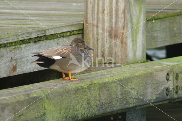 Gadwall (Anas strepera)