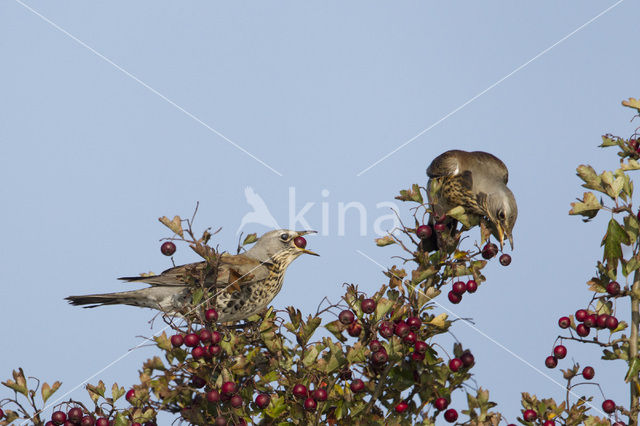 Fieldfare (Turdus pilaris)