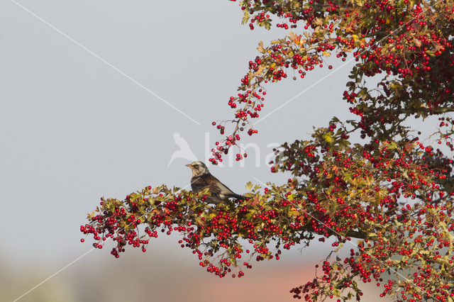 Fieldfare (Turdus pilaris)