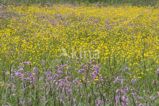 Creeping Buttercup (Ranunculus repens)