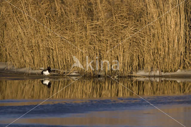 Tufted Duck (Aythya fuligula)