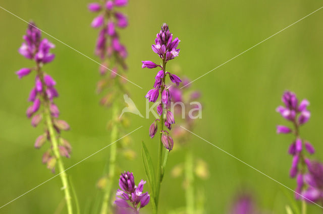 Kuifvleugeltjesbloem (Polygala comosa)