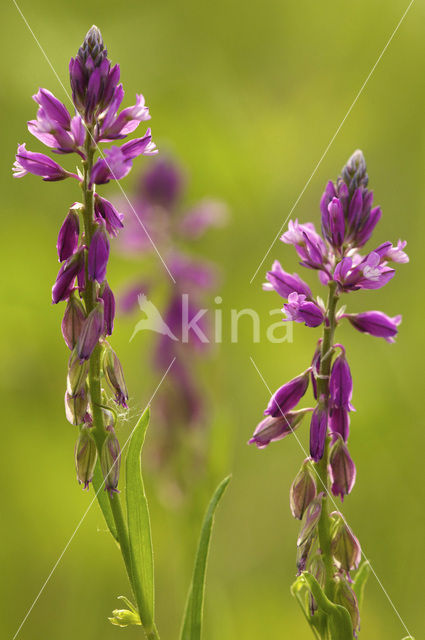 Tufted Milkwort (Polygala comosa)