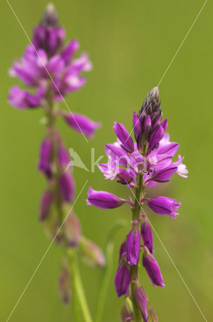 Kuifvleugeltjesbloem (Polygala comosa)