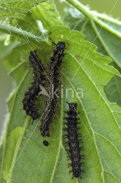 Landkaartje (Araschnia levana)