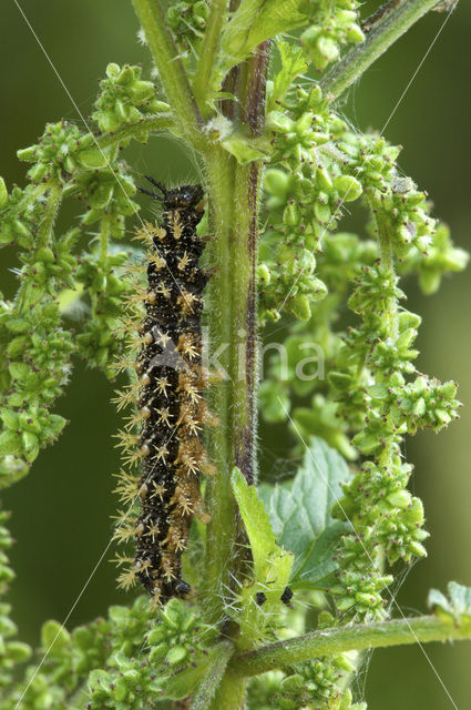 Map Butterfly (Araschnia levana)