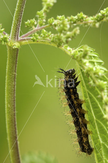 Map Butterfly (Araschnia levana)