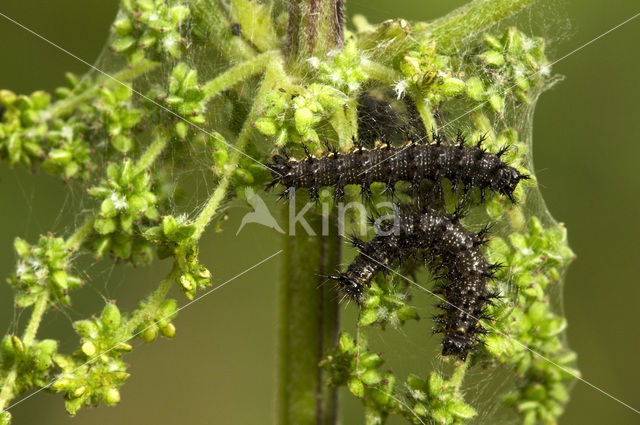 Landkaartje (Araschnia levana)