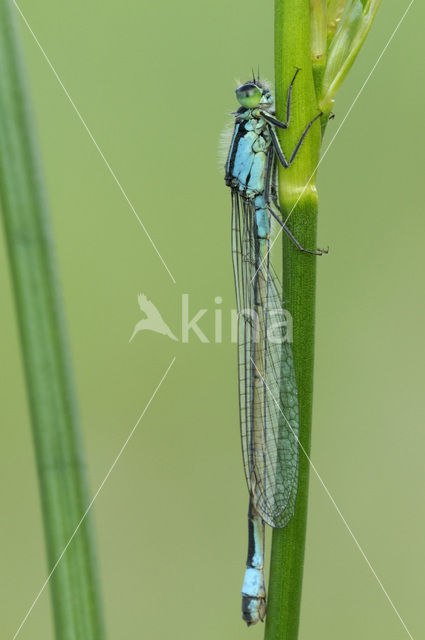 Blue-tailed Damselfly (Ischnura elegans)