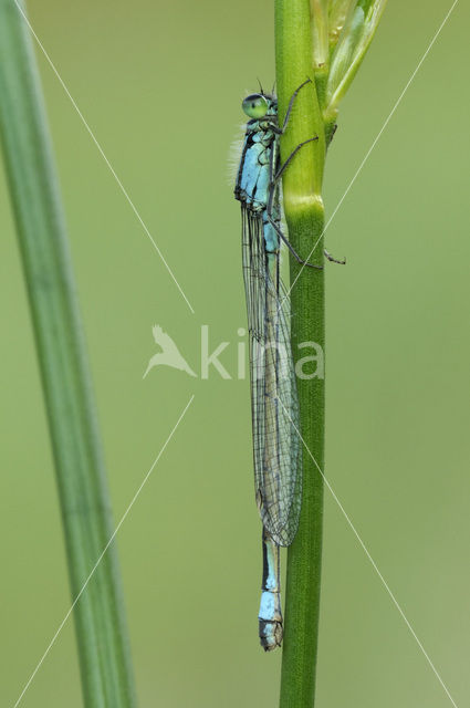 Blue-tailed Damselfly (Ischnura elegans)