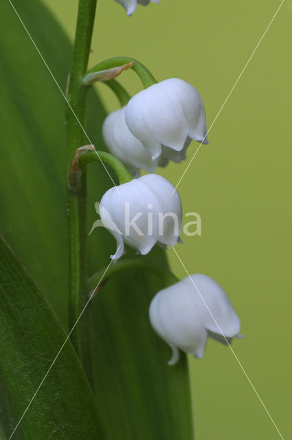 Lelietje-van-dalen (Convallaria majalis)