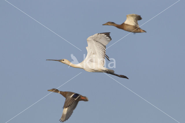 Eurasian Spoonbill (Platalea leucorodia)