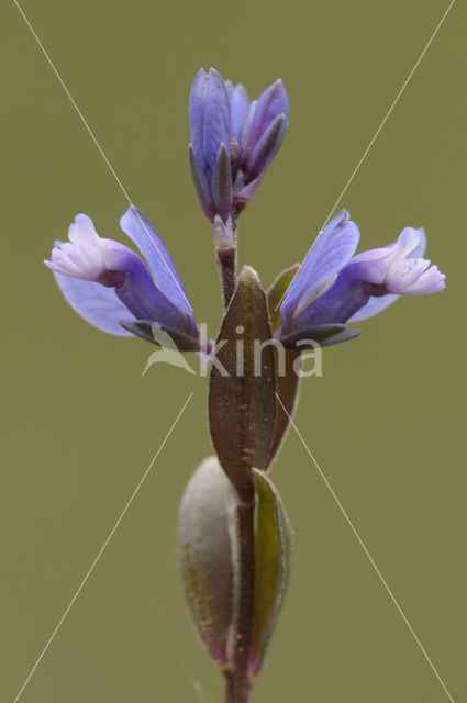 Liggende vleugeltjesbloem (Polygala serpyllifolia)