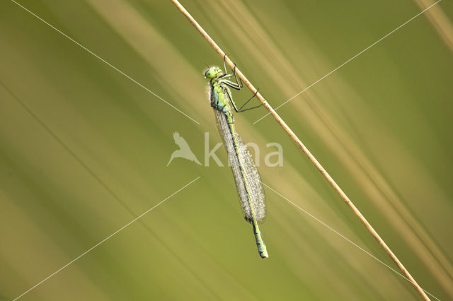 Irish Damselfly (Coenagrion lunulatum)