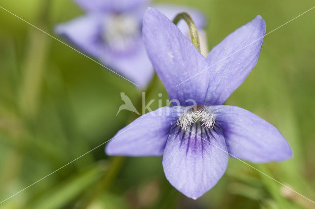 Sweet Violet (Viola odorata)