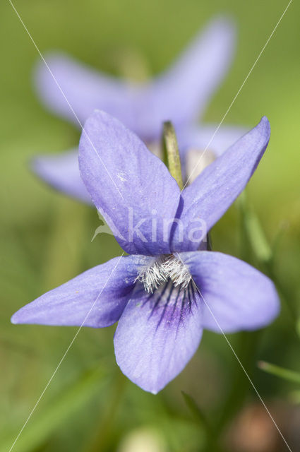 Sweet Violet (Viola odorata)