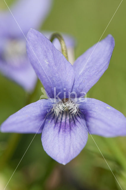 Sweet Violet (Viola odorata)