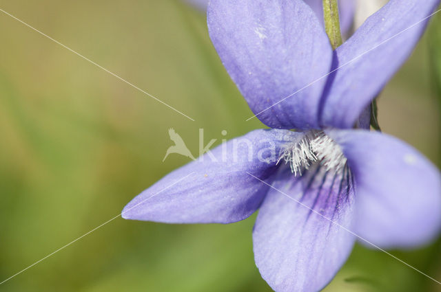 Sweet Violet (Viola odorata)